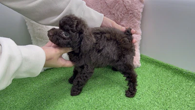 お問合せネーム・308くんの写真 5