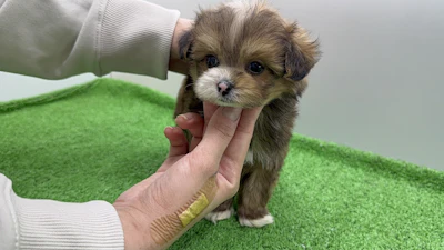 お問合せネーム・964くんの写真 5