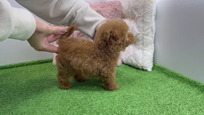 お問合せネーム・691くんの写真 6