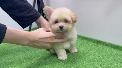 お問合せネーム・238ちゃんの写真 3