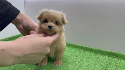 お問合せネーム・947ちゃんの写真 3