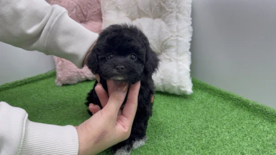 お問合せネーム・313ちゃんの写真 2