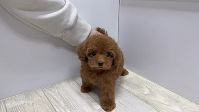 お問合せネーム・997ちゃんの写真 3