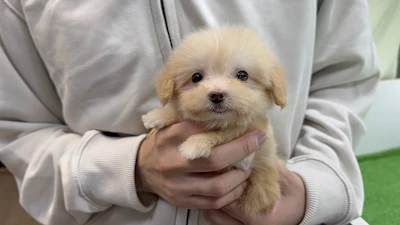 お問合せネーム・183ちゃん