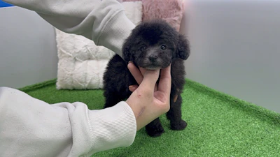 お問合せネーム・179ちゃんの写真 4