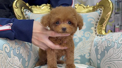 お問合せネーム・777ちゃん