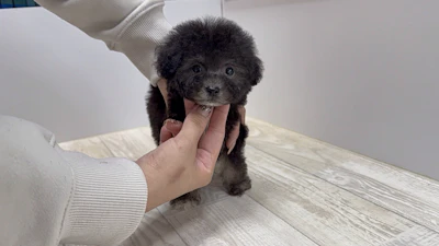 お問合せネーム・602ちゃんの写真 8
