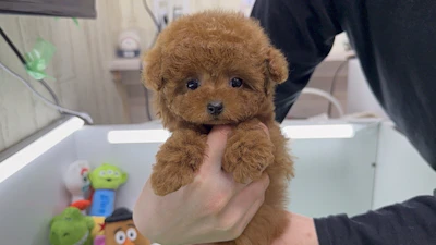 お問合せネーム・480ちゃん