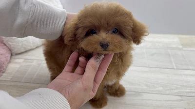 お問合せネーム・888ちゃん