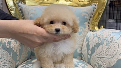 お問合せネーム・459ちゃんの写真 1