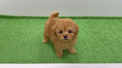 お問合せネーム・541ちゃんの写真 3