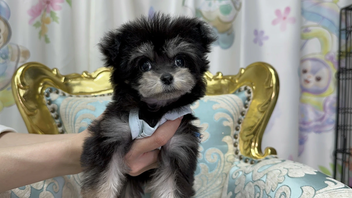 交配犬 2