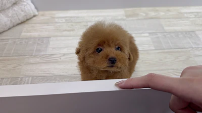 お問合せネーム・384ちゃんの写真 4