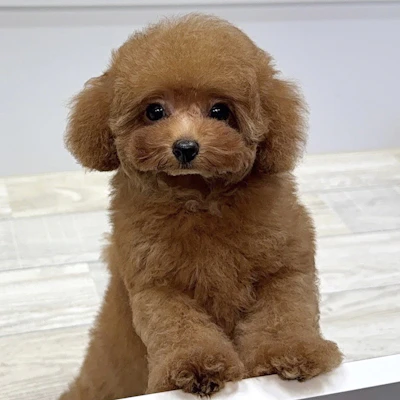 お問合せネーム・538ちゃん