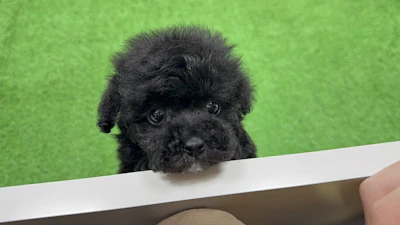 お問合せネーム・207くんの写真 1