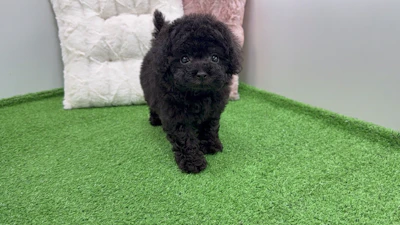 お問合せネーム・219ちゃんの写真 2