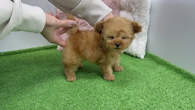 お問合せネーム・338くんの写真 6