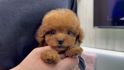 お問合せネーム・768くん