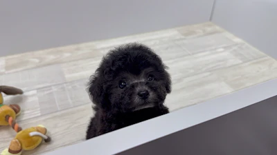 お問合せネーム・037ちゃんの写真 4