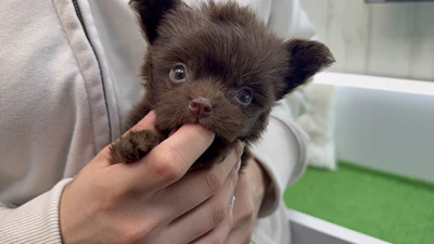 お問合せネーム・039ちゃんの写真 4