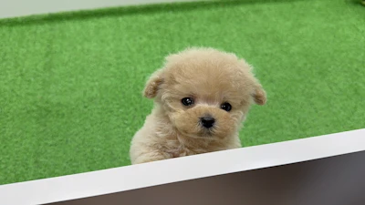 お問合せネーム628くんの写真 2