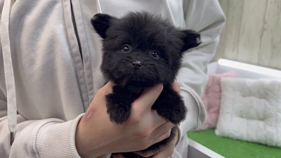 お問合せネーム・131ちゃんの写真 2