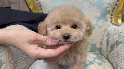 お問合せネーム・290ちゃんの写真 3