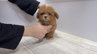 お問合せネーム・809ちゃんの写真 6