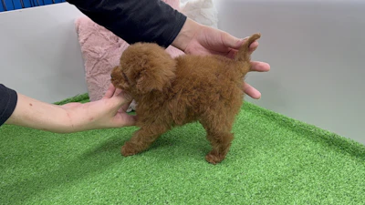 お問合せネーム211ちゃんの写真 4