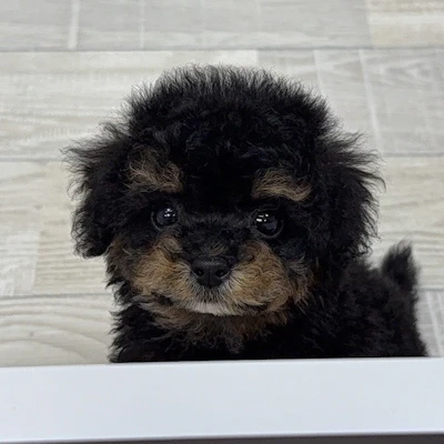 お問合せネーム・342ちゃん