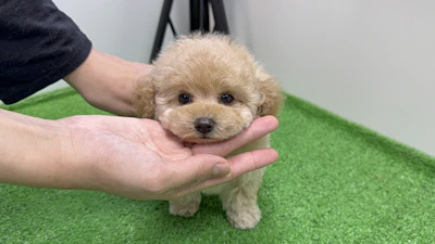 お問合せネーム・290ちゃんの写真 2