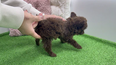 お問合せネーム・039ちゃんの写真 7