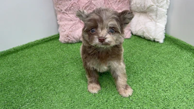 お問合せネーム・910くんの写真 5