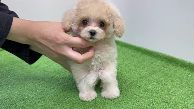 お問合せネーム・075ちゃん