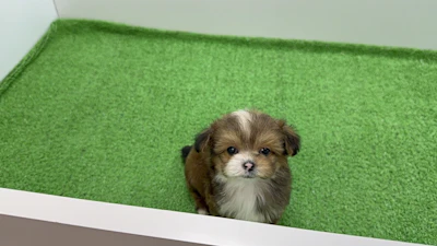 お問合せネーム・964くんの写真 6