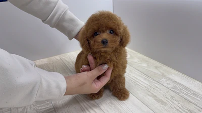 お問合せネーム・039くん