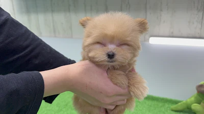 お問合せネーム・821ちゃんの写真 2