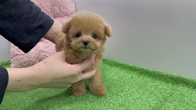 お問合せネーム・535ちゃんの写真 2