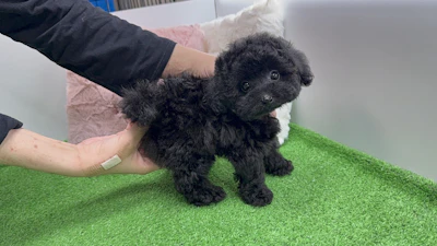 お問合せネーム・582ちゃんの写真 4