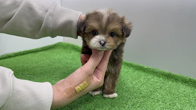 お問合せネーム・964くん