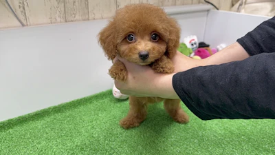 お問合せネーム・475くん