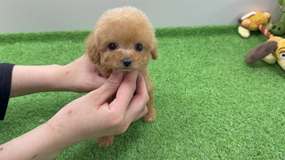 お問合せネーム・プレミアくんの写真 2