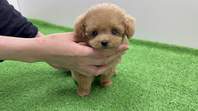 お問合せネーム993くんの写真 2