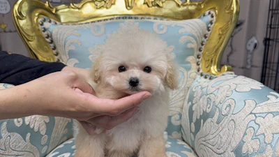 お問合せネーム・525ちゃんの写真 5