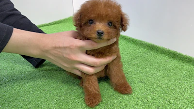 お問合せネーム・522ちゃん