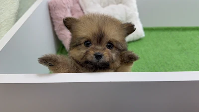 お問合せネーム・123ちゃんの写真 2