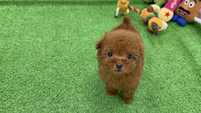 お問合せネーム・643ちゃんの写真 4