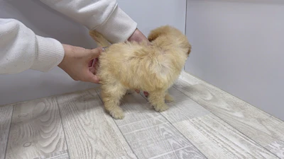 お問合せネーム・690ちゃんの写真 5