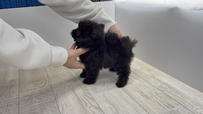 お問合せネーム・992ちゃんの写真 5