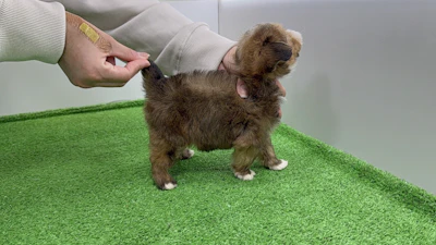 お問合せネーム・964くんの写真 8